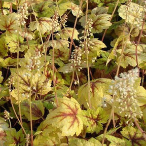 Heucherellae Stoplight - Heucherella stoplight - Plantes