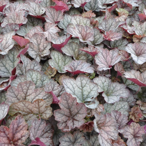 Heucherella Twilight - Heucherella twilight - Plantes