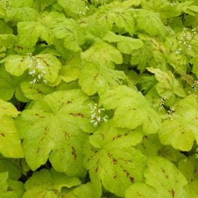 Heucherella Yellowstone Falls - Heucherella yellowstone falls - Plantes