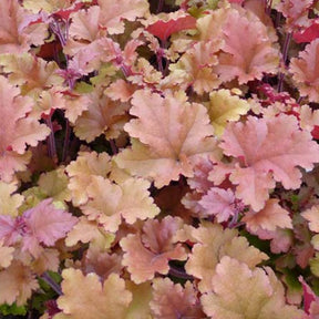 Heuchère Marmalade - Heuchera marmalade - Plantes