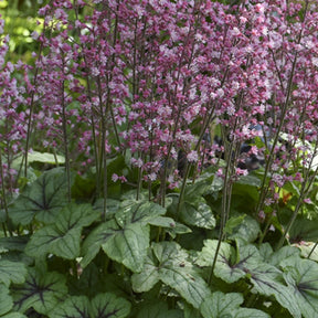 Heucherella Pink Fizz - Heucherella pink fizz ( fizz series ) - Plantes