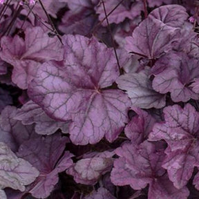 Heuchère Pink Panther - Heuchera pink panther  ( holics series ) - Plantes