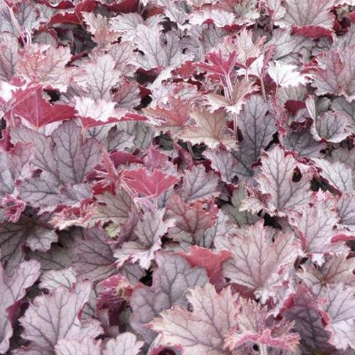 Heucherella Plum Cascade - Heucherella plum cascade - Plantes