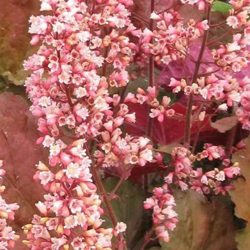 Heuchère Pink Pearls - Heuchera pink pearls - Plantes