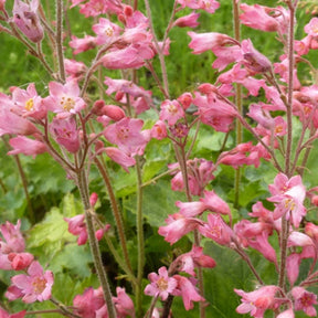 3 Heuchères sanguines de Bressingham - Heuchera sanguinea bressingham hybrids - Plantes