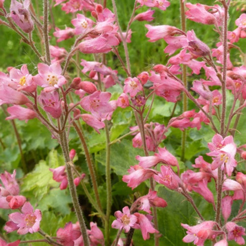 3 Heuchères sanguines de Bressingham - Heuchera sanguinea bressingham hybrids - Plantes