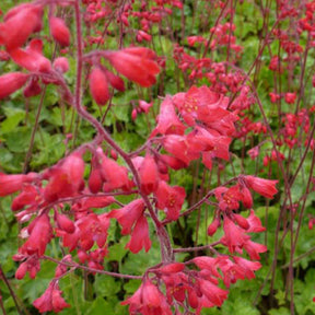 3 Heuchères sanguines Leuchtkäfer - Heuchera sanguinea leuchtkäfer - Plantes