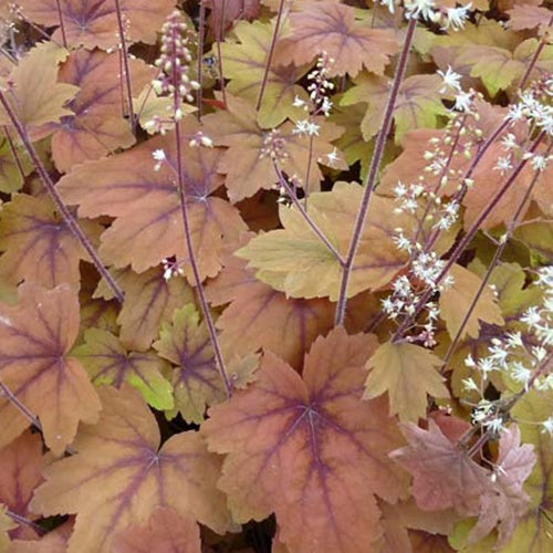 Heucherella Sweet Tea - Heucherella sweet tea - Plantes