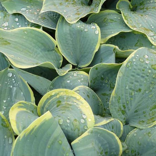 Hosta Frosted Dimples - Hosta hybride frosted dimples - Plantes