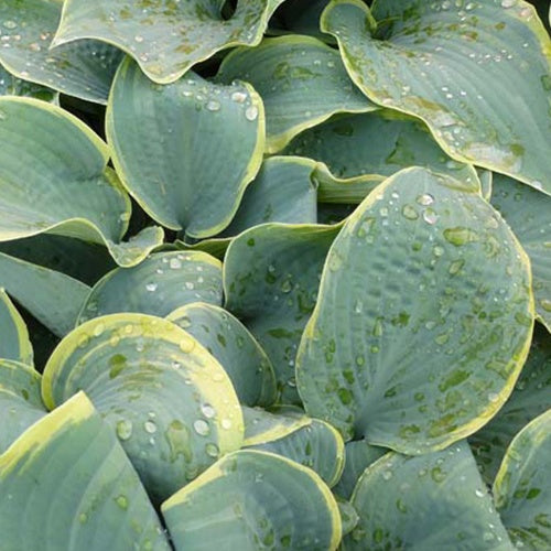 Hosta Frosted Dimples - Hosta hybride frosted dimples - Plantes vivaces