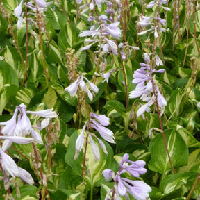 Hosta Center of Attention - Hosta center of attention - Plantes