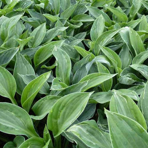 Hosta Hanky Panky - Hosta hanky panky - Plantes