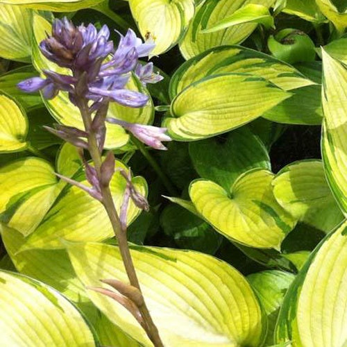 Hosta June Fever - Hosta june fever - Plantes