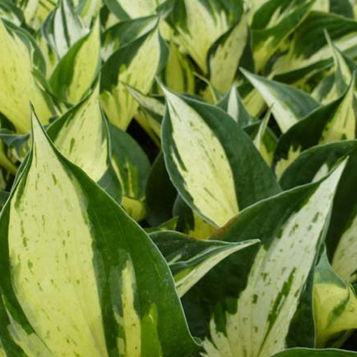 Hosta June Fever - Hosta june fever - Plantes vivaces