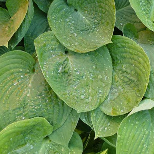 Hosta Jurassic Park - Hosta jurassic park - Plantes