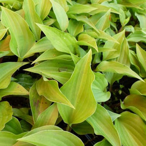 Hosta Little Red Rooster - Hosta little red rooster - Plantes