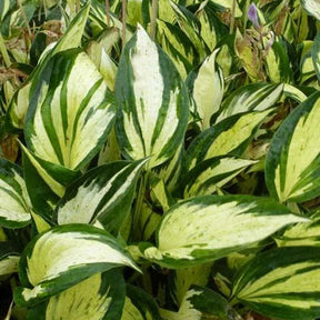 Hosta Pathfinder - Hosta pathfinder - Plantes