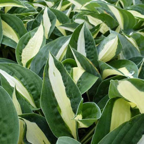 Hosta Risky Business - Hosta risky business - Plantes