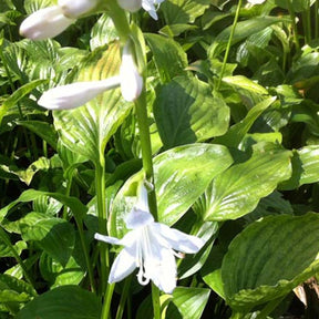 Hosta Royal Standard - Hosta hybride royal standard - Plantes