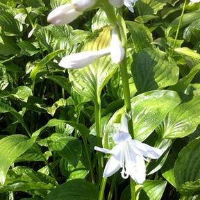 Hosta Royal Standard - Hosta hybride royal standard - Plantes vivaces