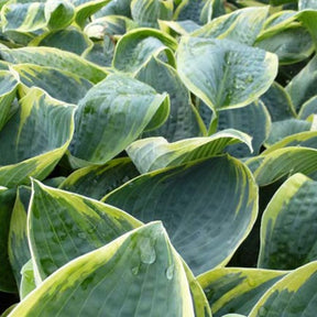 Hosta Sugar Daddy - Hosta sugar daddy - Plantes