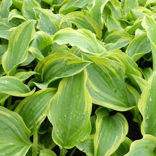 Hosta The King - Hosta the king - Plantes