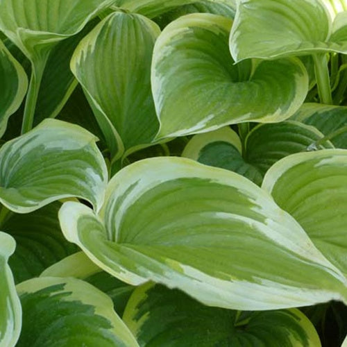 Hosta Victory - Hosta victory - Plantes