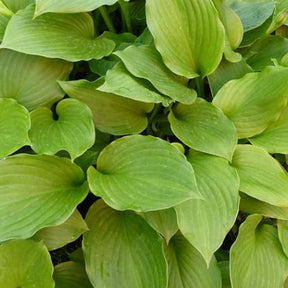 Hosta à feuilles ondulées Erromena - Hosta undulata erromena - Plantes