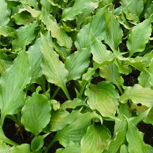 Hosta campanulé - Hosta ventricosa - Plantes