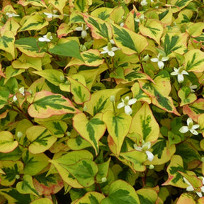 Houttuynia cordata Pied Pipper - Houttuynia cordata pied piper - Plantes