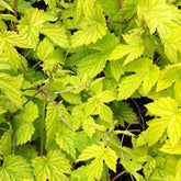 Houblon doré - Humulus lupulus Aureus - Plantes grimpantes