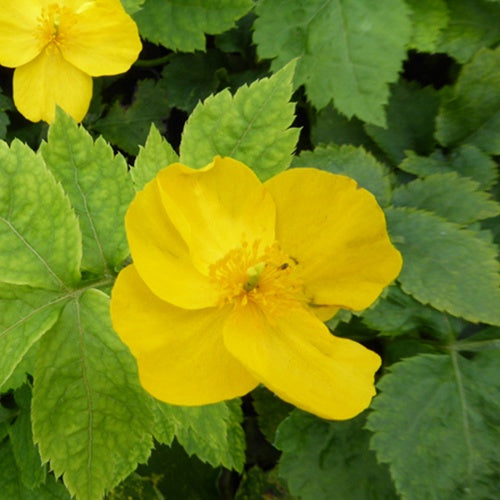 Pavot jaune du Japon - Hylomecon japonica - Plantes