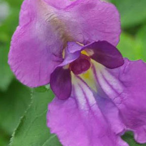 Balsamine du Népal - Impatiens puberula - Plantes