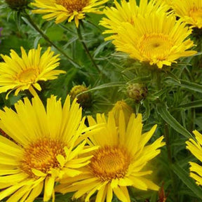 3 Aunées à feuilles en épée - Inula ensifolia - Plantes