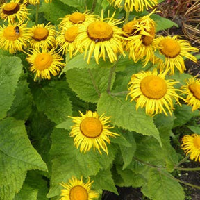 3 Aunées magnifiques - Inula magnifica - Plantes