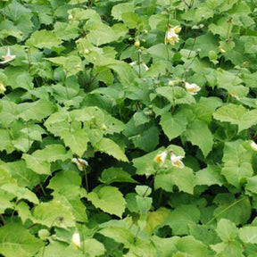 Fleur de cire de Corée - Kirengeshoma koreana - Plantes