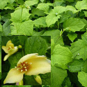 Fleur de cire - Kirengeshoma palmata - Plantes