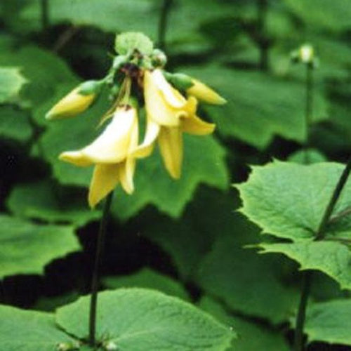 Fleur de cire Black Style - Kirengeshoma palmata black style - Plantes