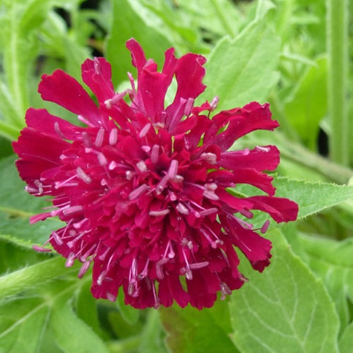 Petite scabieuse de Macédoine - Knautia macedonica - Plantes