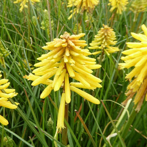 Tritoma Banana Popsicle - Kniphofia banana popsicle ( popsicle™ series ) - Plantes