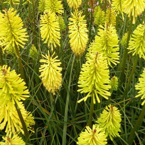 Tritoma Dorset Sentry - Kniphofia dorset sentry - Plantes