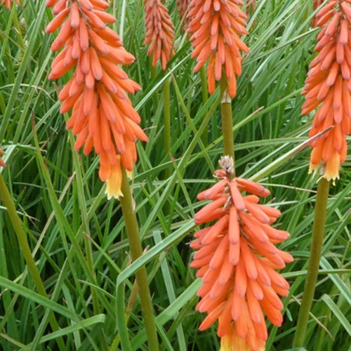 Tritoma Elvira - Kniphofia elvira - Plantes