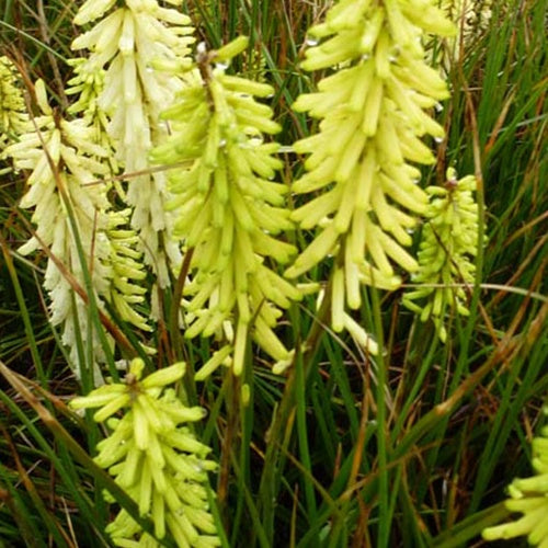 Tritoma Little Maid - Kniphofia little maid - Plantes