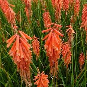 Tritoma Nancys Red - Kniphofia nancys red - Plantes