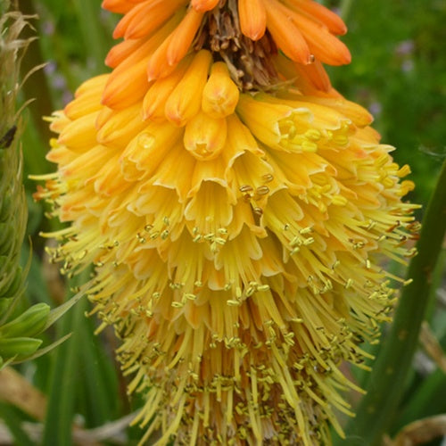 3 Tritoma Royal Castle - Kniphofia royal castle - Plantes