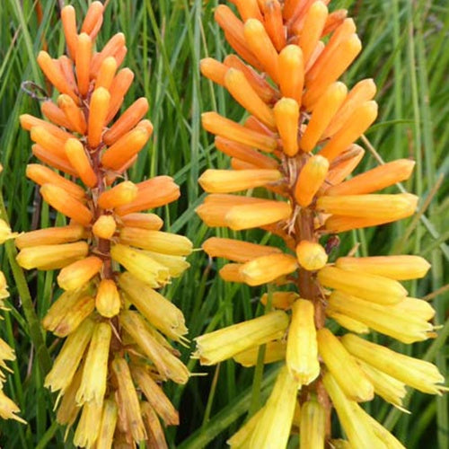 Tritoma Rich Echoes - Kniphofia rich echoes - Plantes