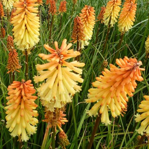 Tritoma Tawny King - Kniphofia tawny king - Plantes