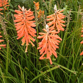 Tritoma Incandesce - Kniphofia incandesce - Plantes