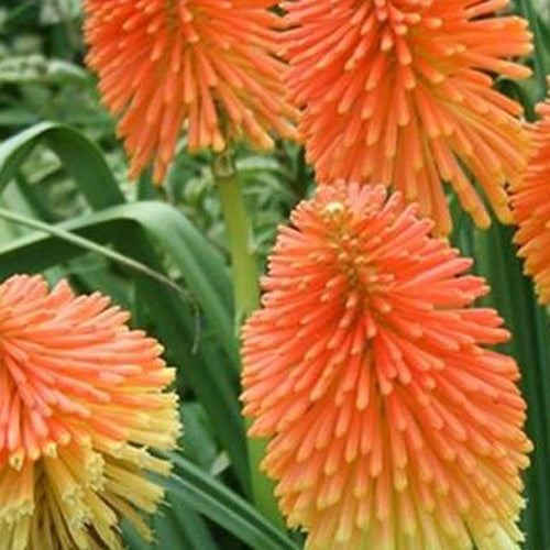 Tritoma de Rooper - Kniphofia rooperi - Plantes