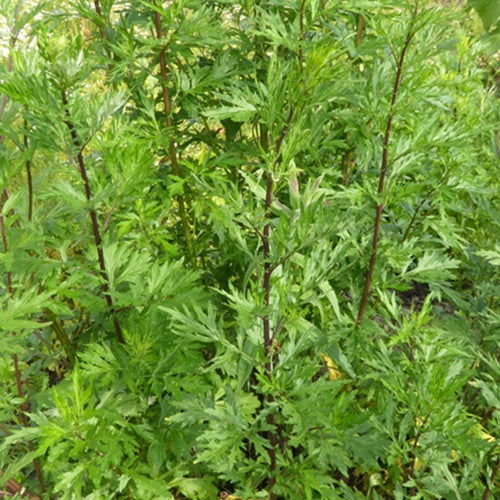 3 Armoises communes - Artemisia vulgaris - Plantes